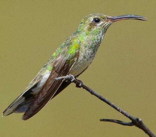 Hummingbirds In Georgia 19