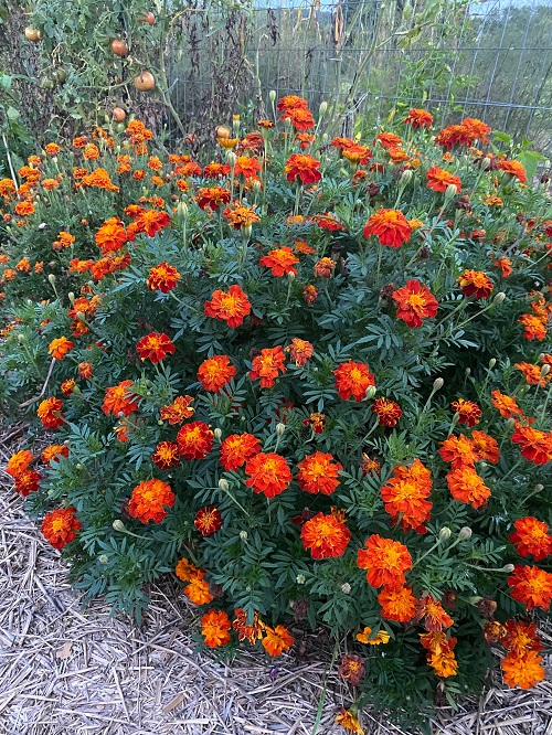 Exotic Marigold Varieties 11