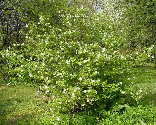 Invasive Plant Species in New York 17