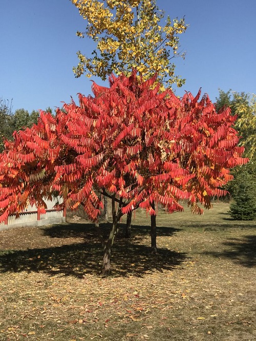 Trees with Pink Leaves 10