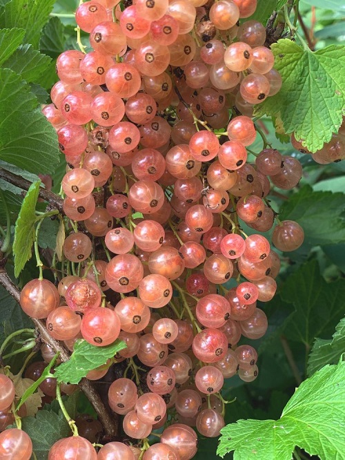 Pink Fruits 3