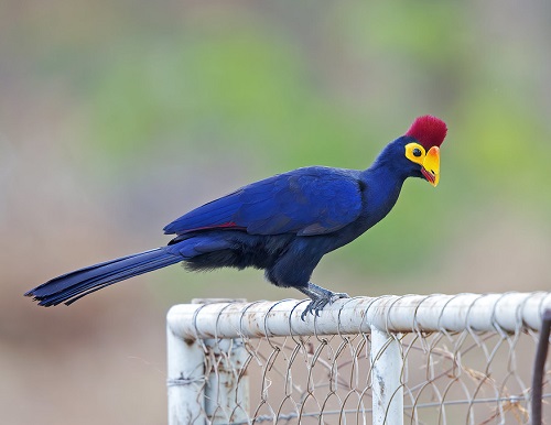 Black Birds with Yellow Beaks 13