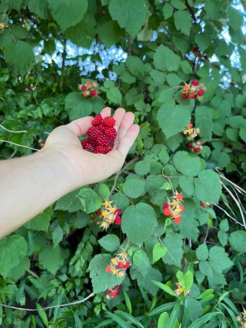 Invasive Plant Species in New York 19