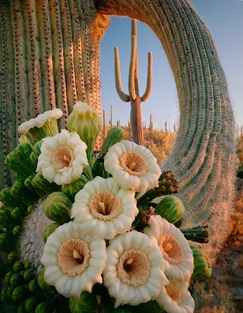 Arizona State Flower 