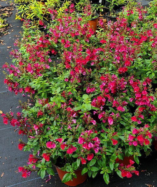 Best Salvias for Hummingbirds 3