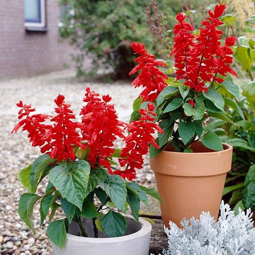 Best Salvias for Hummingbirds 1