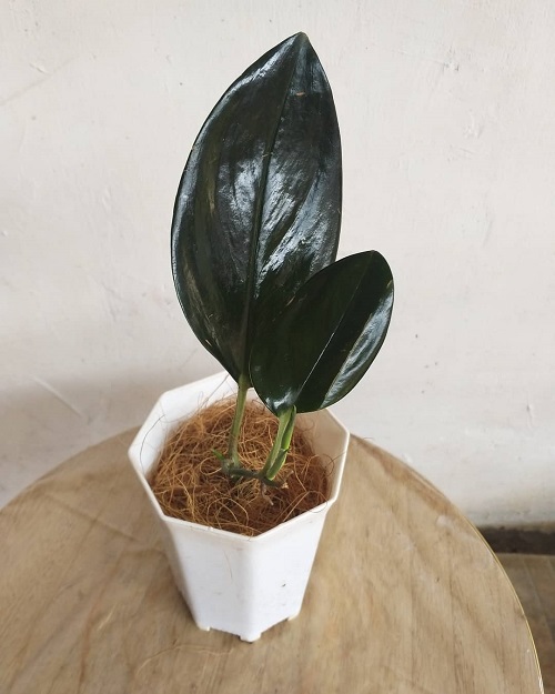 Black Pothos 3