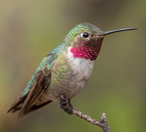 Hummingbirds In Georgia 5