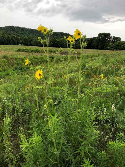 Illinois Native Plants 25