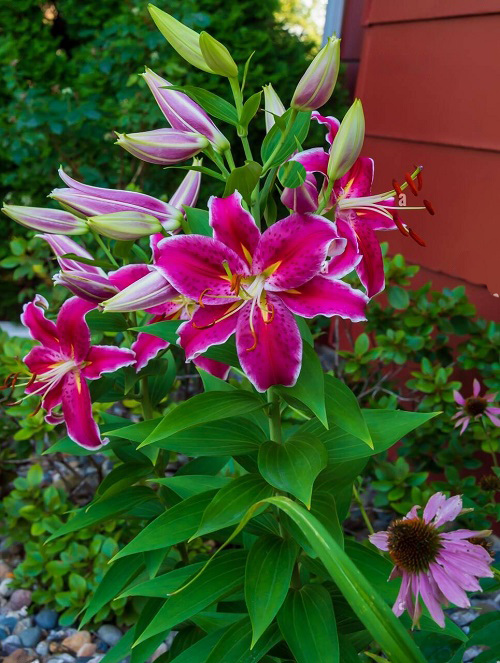 Stargazer Lily 3