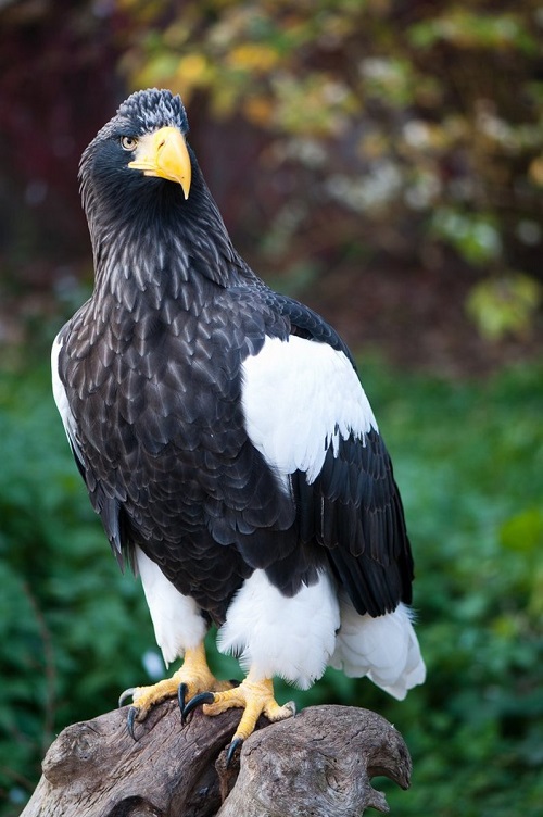 Black Birds with Yellow Beaks 5