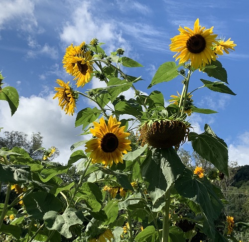 Giant Sunflower Varieties 16