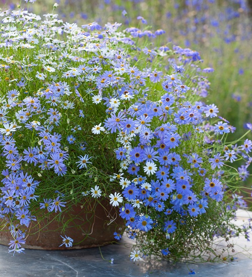 Annuals with Blue Flowers 11