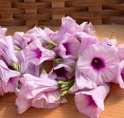 Sweet Potato Flowers 1