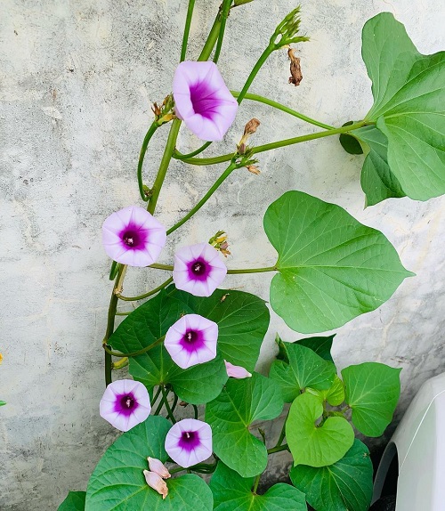 Sweet Potato Flowers 4