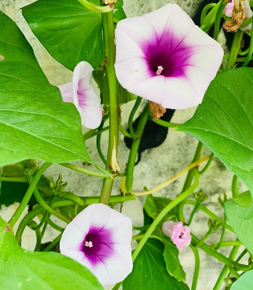 Sweet Potato Flowers 7