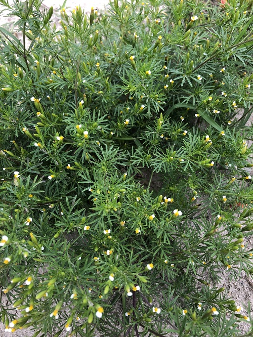 Exotic Marigold Varieties 9