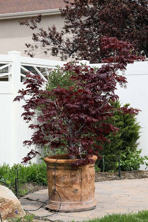 Maple Tree Varieties for Containers 17