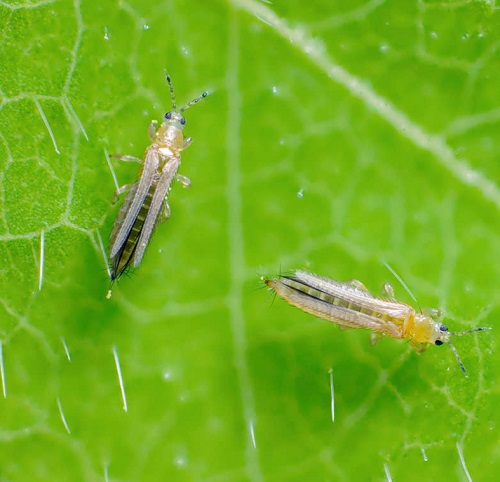 Little White Bugs That Look Like Lint 3