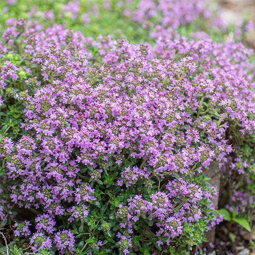 Creeping Thyme 4