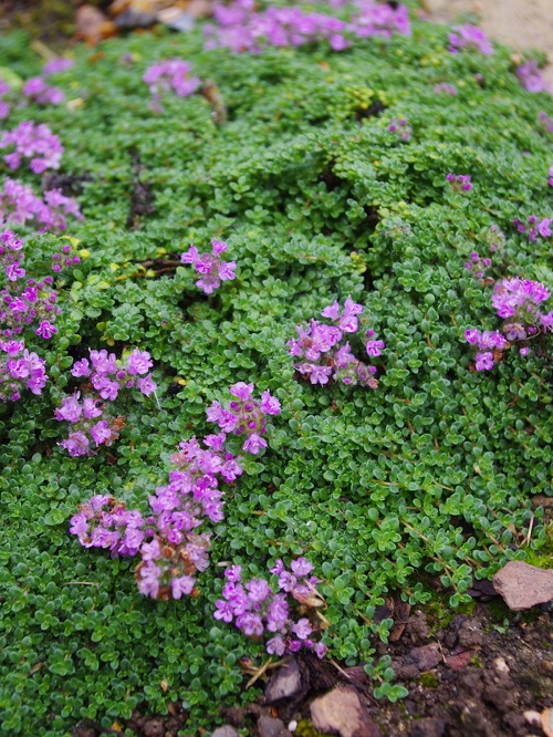 Creeping Thyme 3