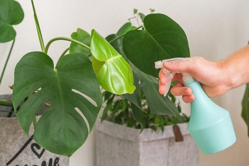 Aphids on Indoor Plants 5