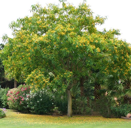 Trees with Yellow Flowers 7