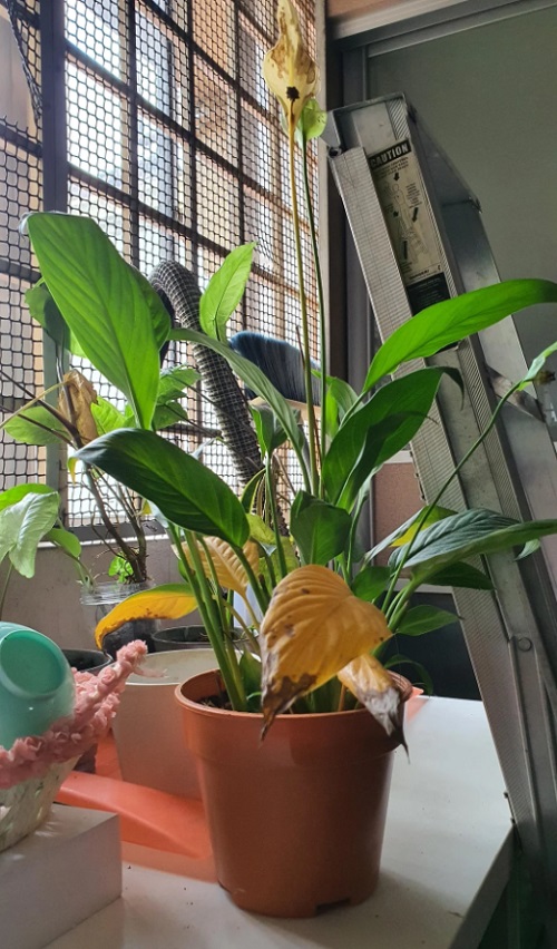 Peace Lily Brown Tips 10