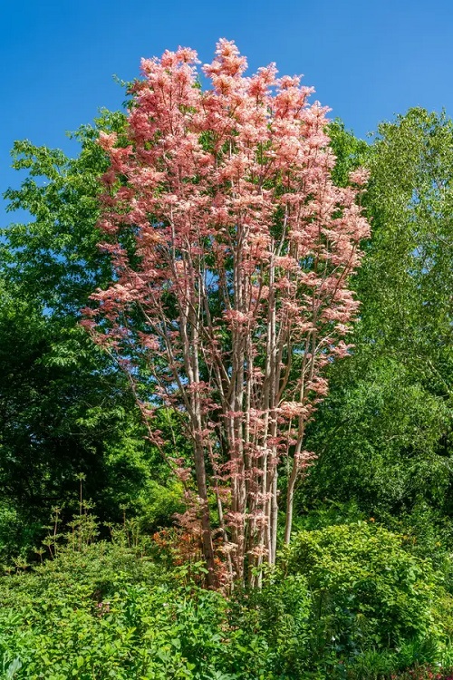 Trees with Pink Leaves 2