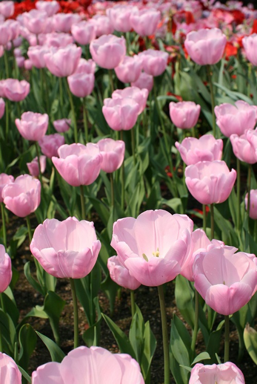 Pink Tulips 3