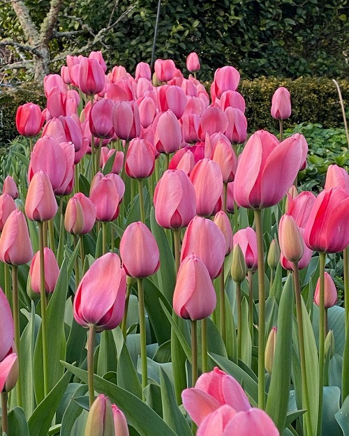 Pink Tulips 1