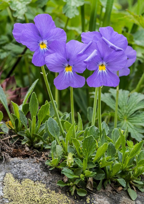 Weeds with Blue Flowers 23