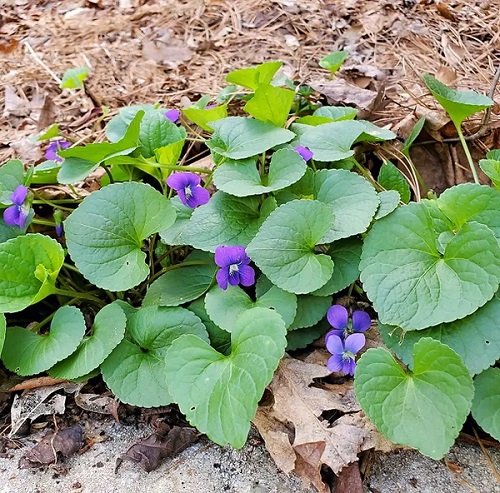 Wild Edible Plants in Georgia 11