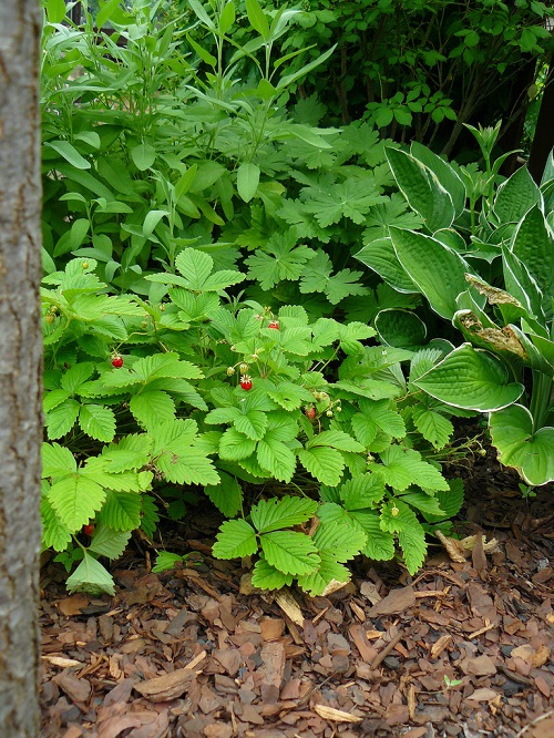 Wild Edible Plants in Georgia 7