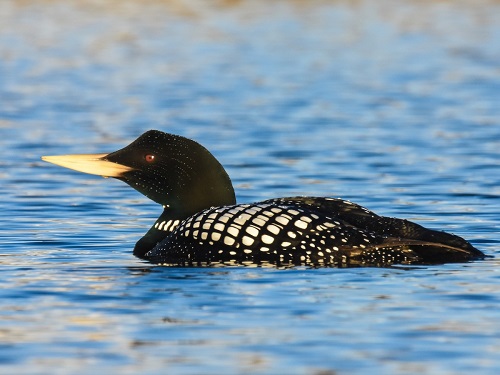 Black Birds with Yellow Beaks 7