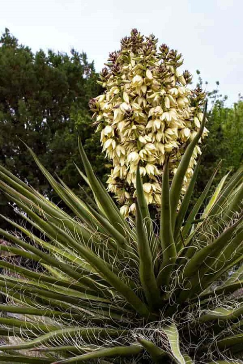 Mexican Flowers 15