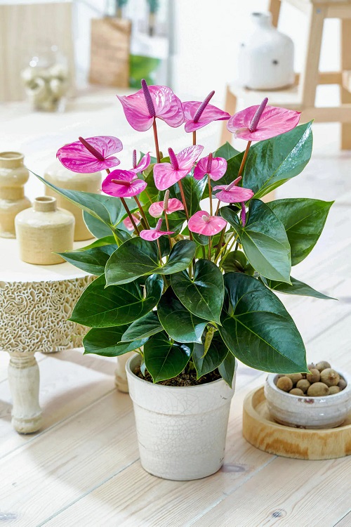 How to Grow a Big Anthurium Plant 2