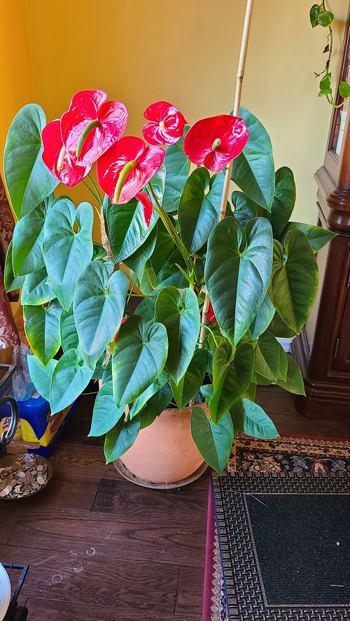 How to Grow a Big Anthurium Plant