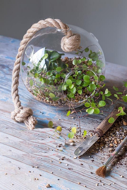 Indoor Plant Varieties for Terrariums 11