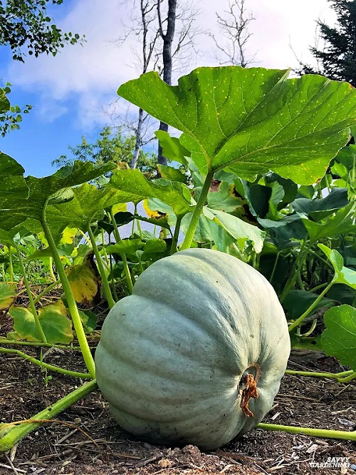 blue pumpkin