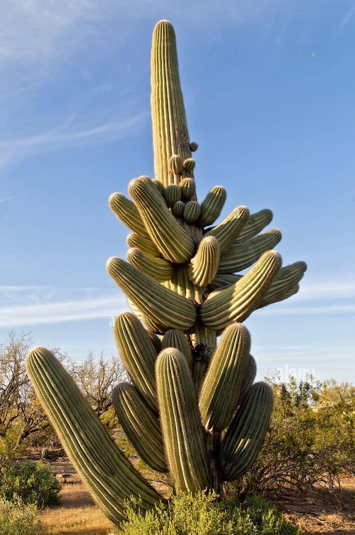 Arizona State Flower 2