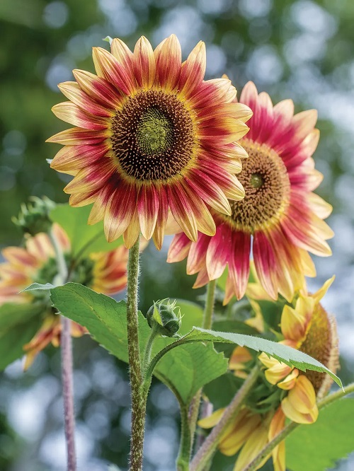 Pink Sunflowers 9