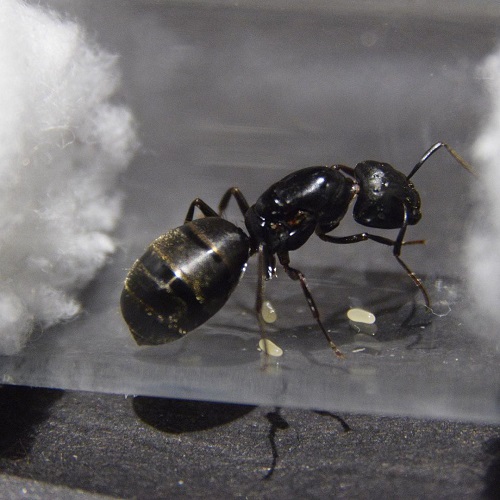 Tiny Black Bugs in Bathroom with No Wings 11