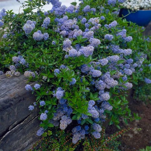 Ceanothus Joyce Coulter 1