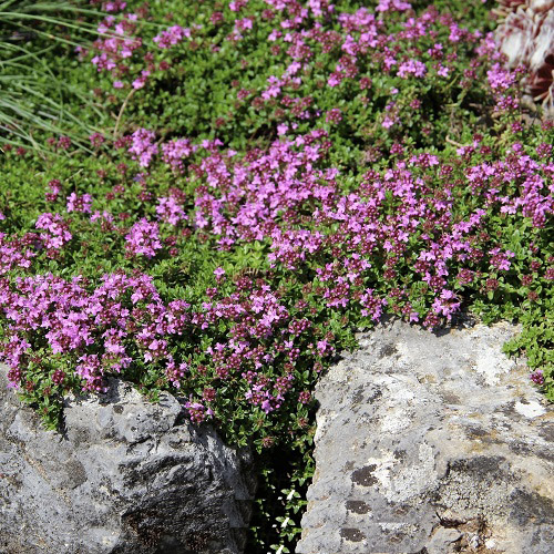 Creeping Thyme 5