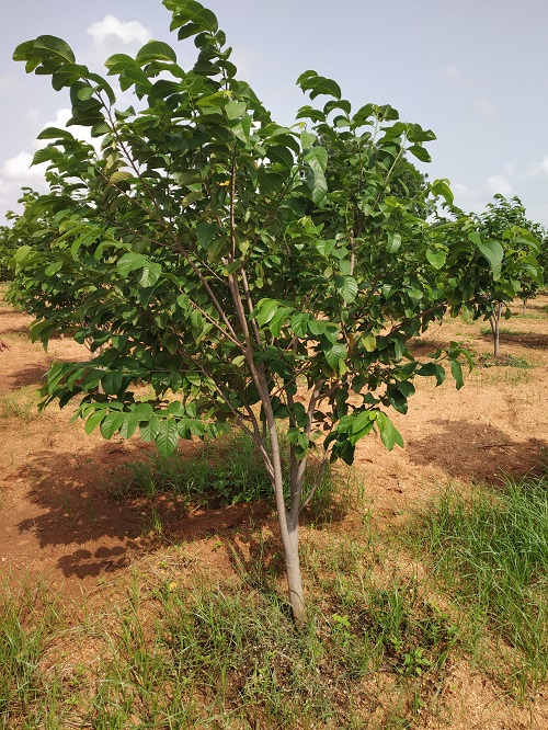 Red Custard Apple Tree 2