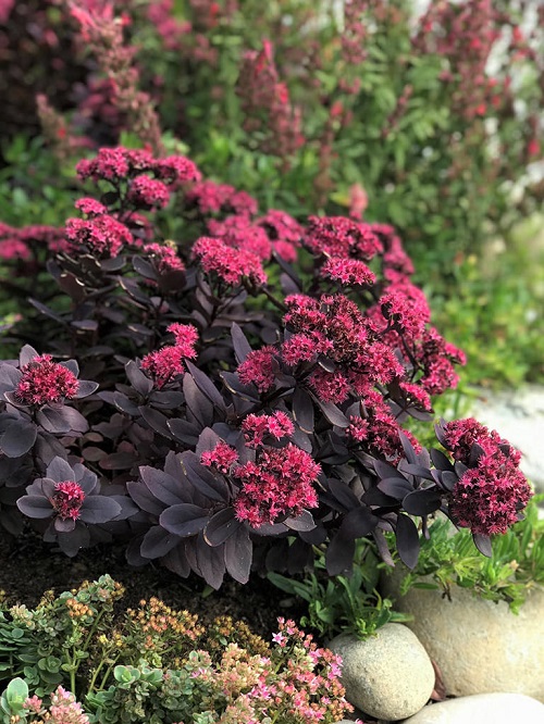 Black Foliage Vines and Climbers 13