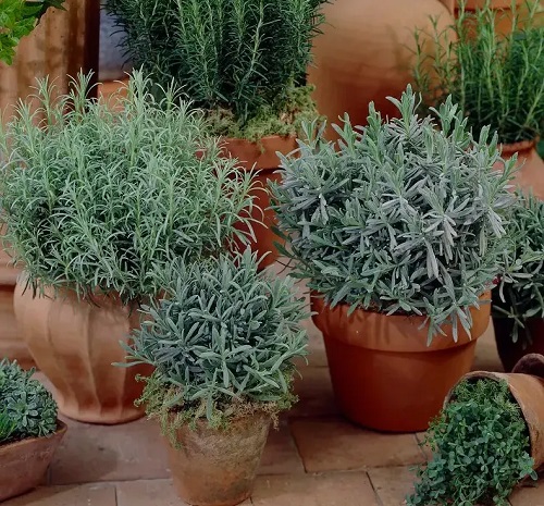 Planters with Lavender Ideas 1