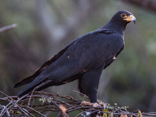 Black Birds with Yellow Beaks 9