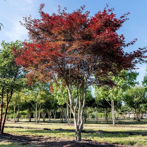 Japanese Maple Fireglow vs Bloodgood 1